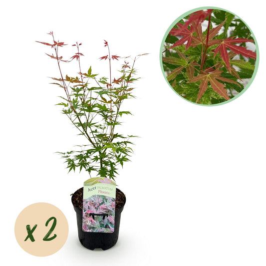 🍁 Acer palmatum ‘Phoenix’ – Japanse Esdoorn Roze (2 stuks-XL)