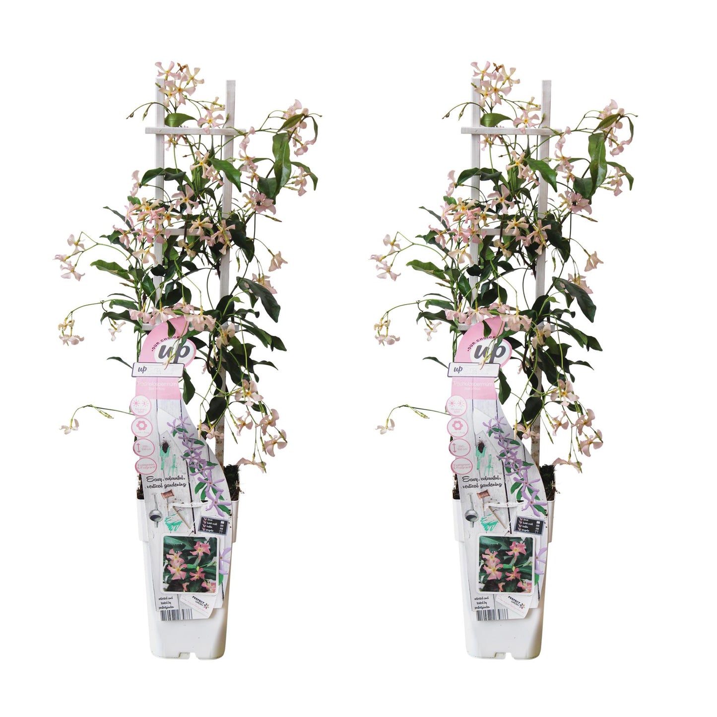 🌸 Trachelospermum ‘Star of Ibiza’ – Toscaanse Jasmijn Roze | (2 stuks)