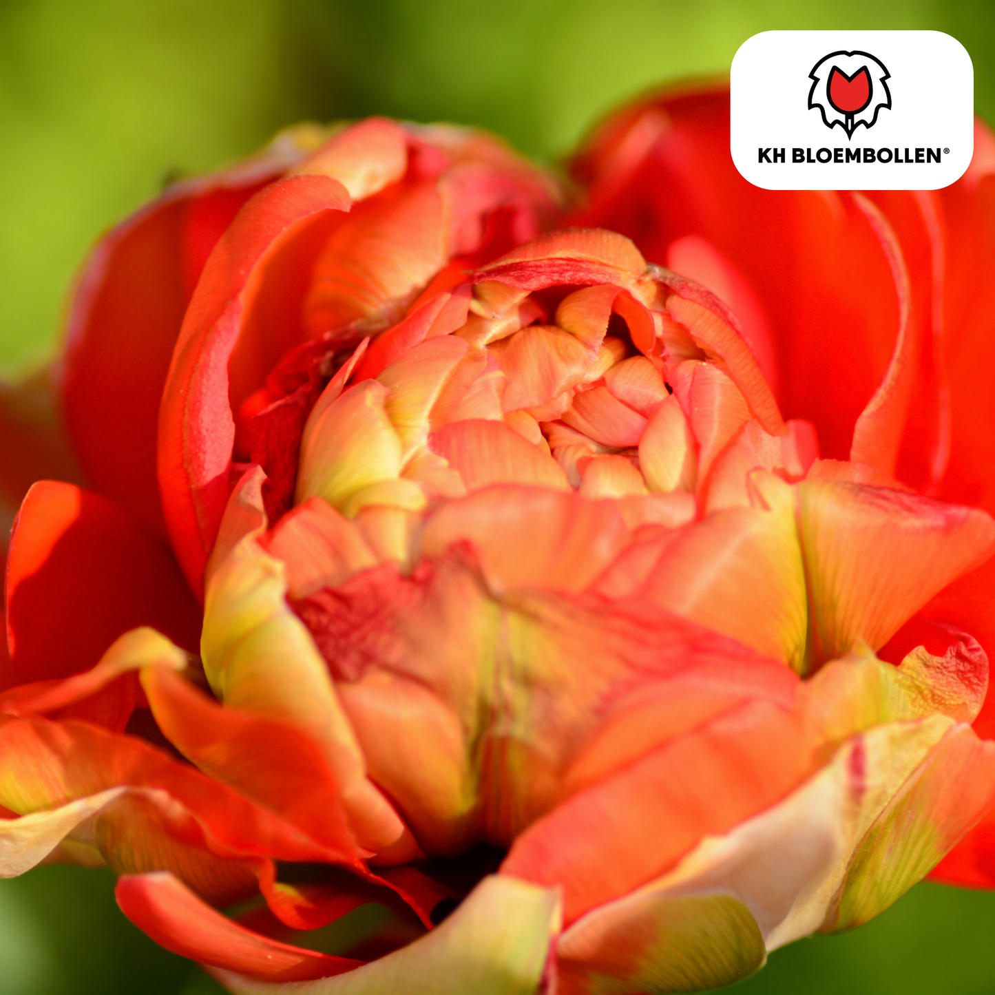🌷 Tulpenbollen ‘Gudoshnik Double’ – Geel, Oranje & Rode Dubbelbloemige Tulp (20 Stuks)