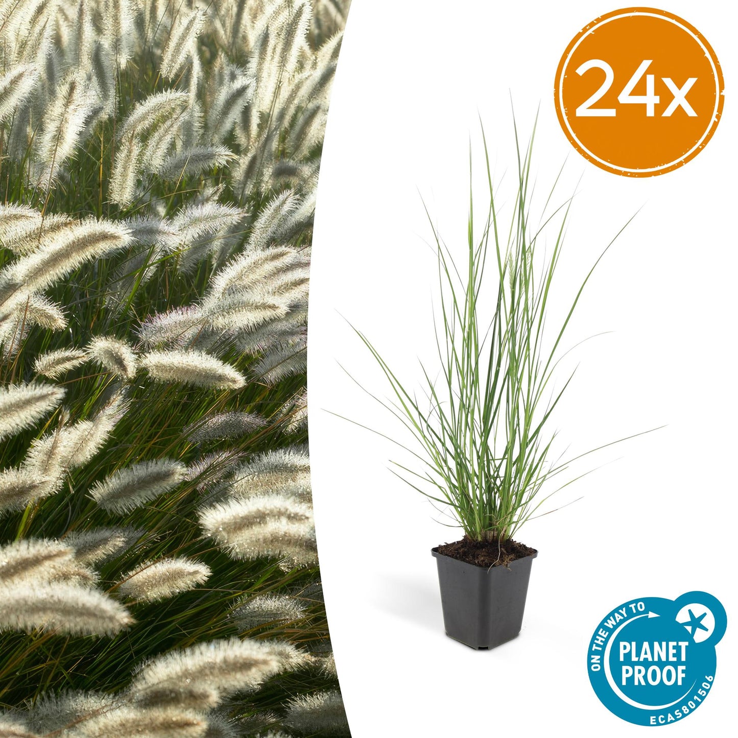 🌾 Pennisetum alopecuroides 'Hameln' – Lampenpoetsersgras (24 stuks)