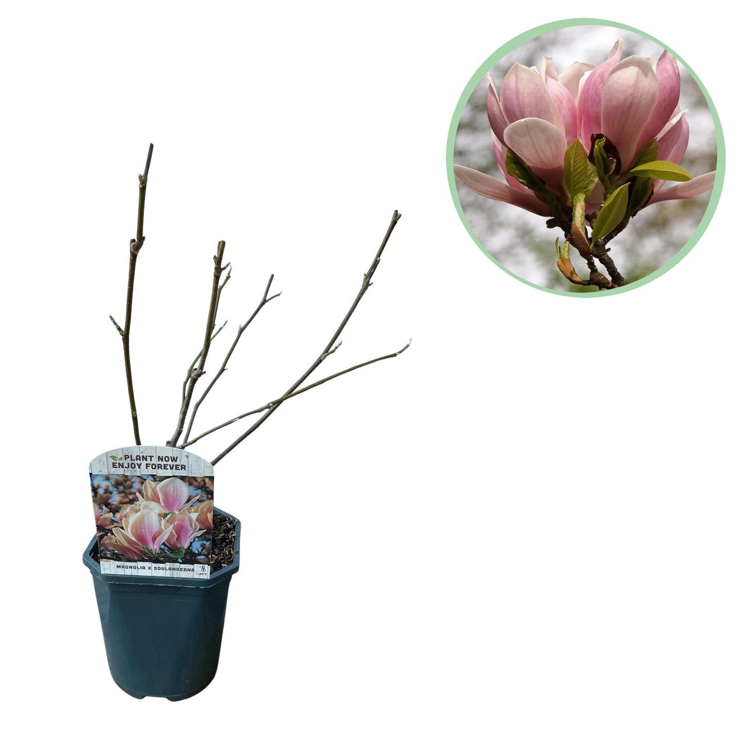 🌸 Magnolia × soulangeana – Beverboom