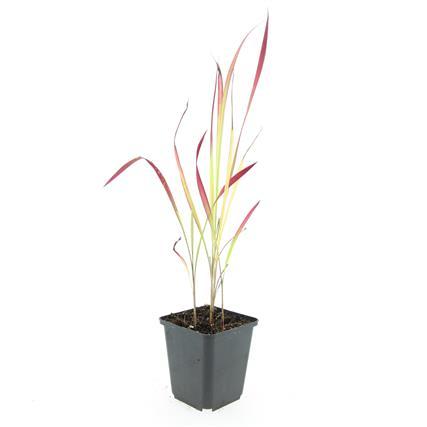 🌾 Imperata cylindrica ‘Red Baron’ | Japans Bloedgras (24 Stuks)