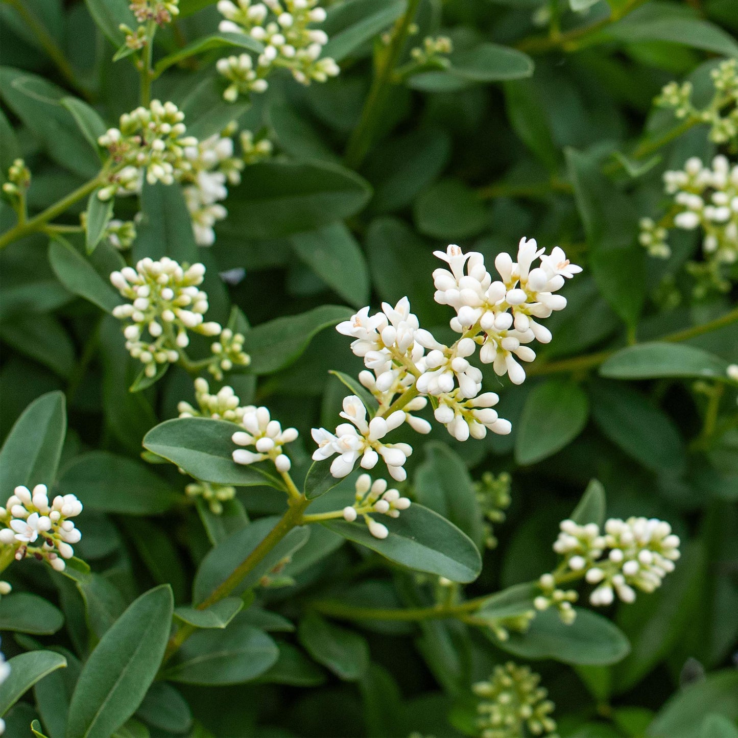 🌿 Ligustrum ovalifolium | Ligusterhaag (8 Stuks)