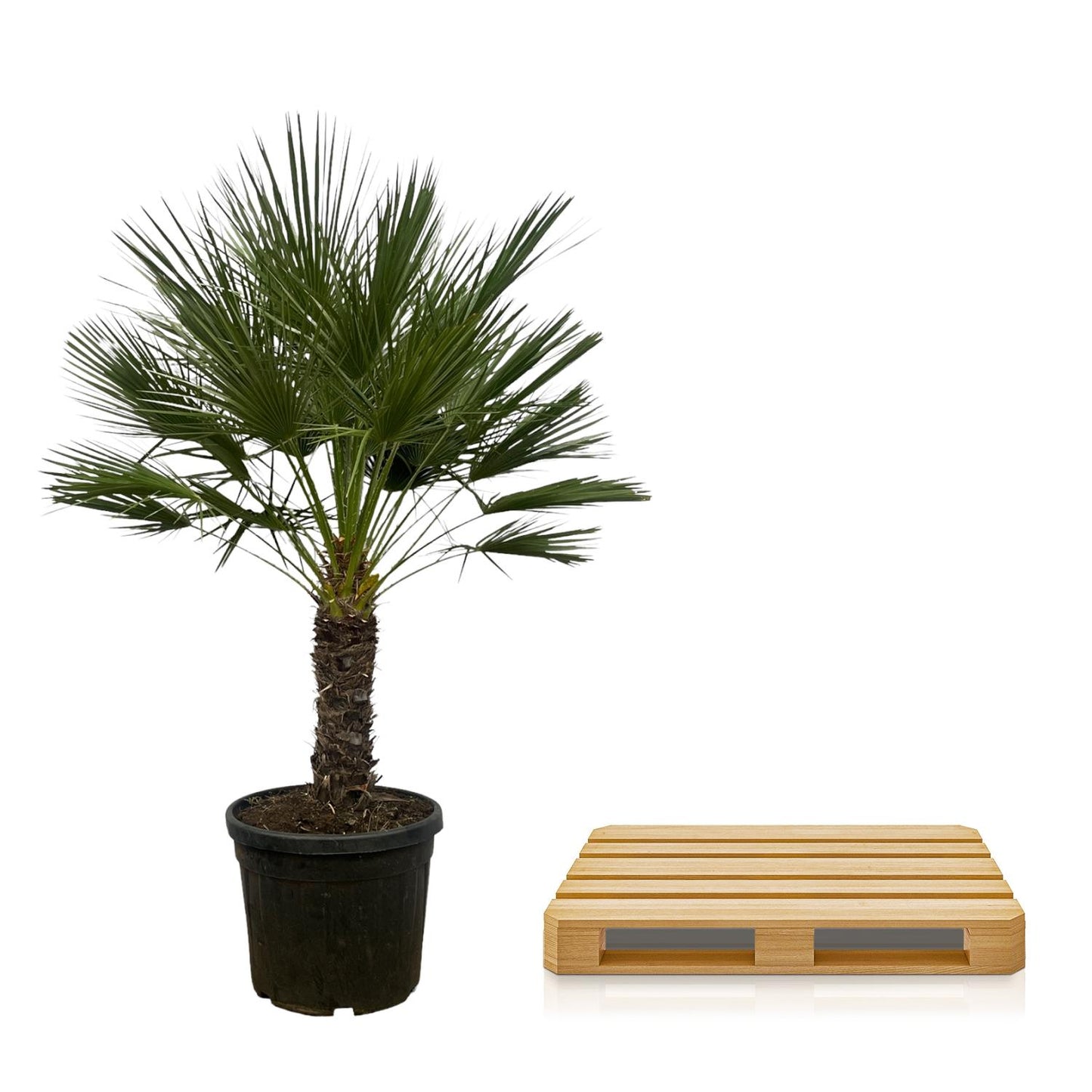 🌴 Chamaerops Humilis op stam – Europese Dwergpalm | 150 cm