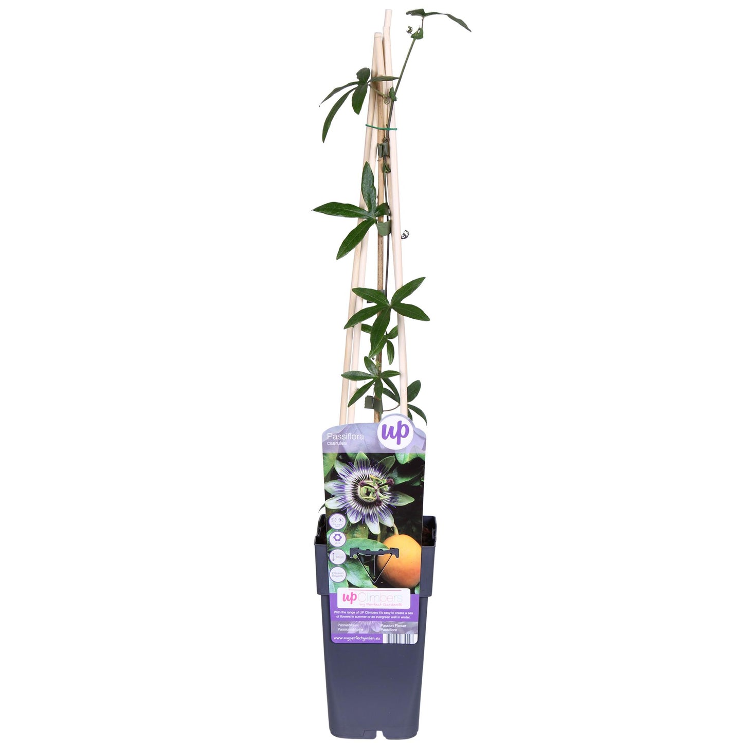 🌸 Passiflora caerulea – Ø15cm – ↕65cm – Blauwe Passiebloem