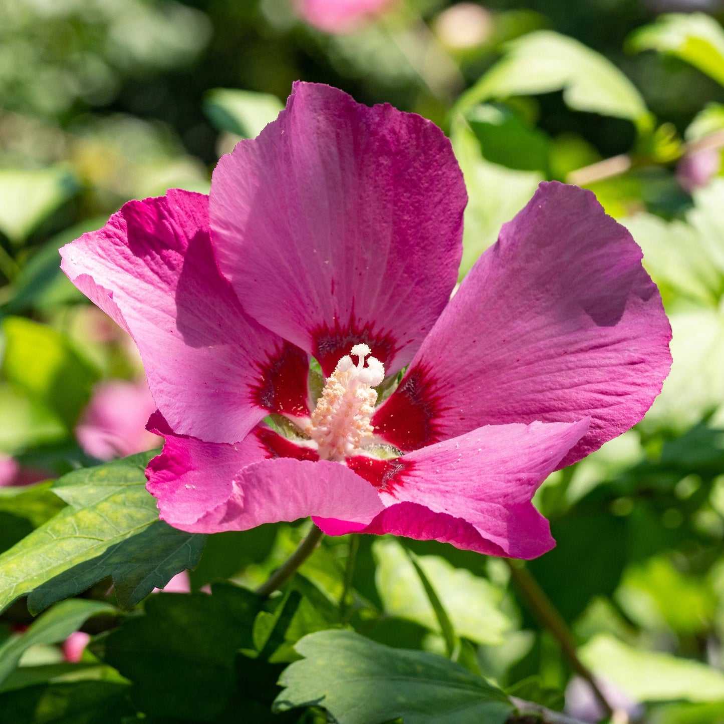 🌸 Hibiscus syriacus ‘Woodbridge’ – Hibiscus