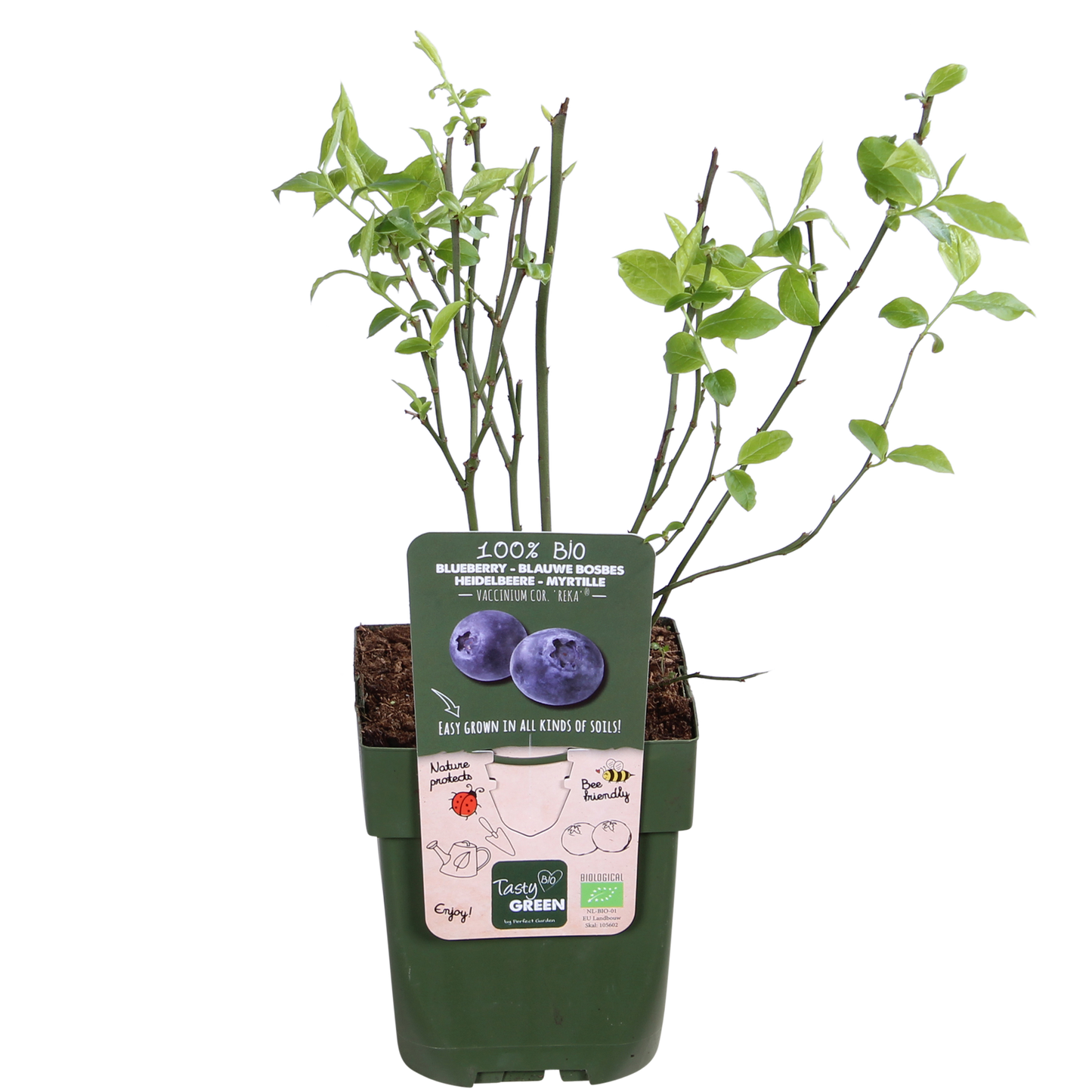 🫐 Vaccinium corymbosum ‘Reka’ – Blauwe Bes