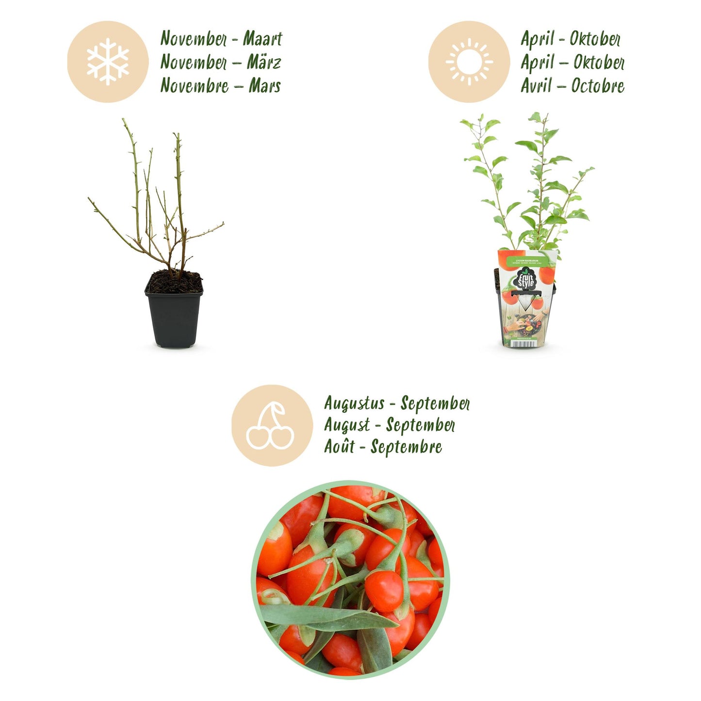 🍊 Goji Bes – Lycium barbarum | Goji Bessenplanten (6 stuks)