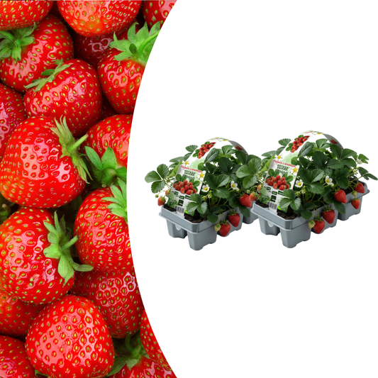 🍓 Biologische Aardbeiplanten | 12 Planten | 2x6 Pack | Fragaria