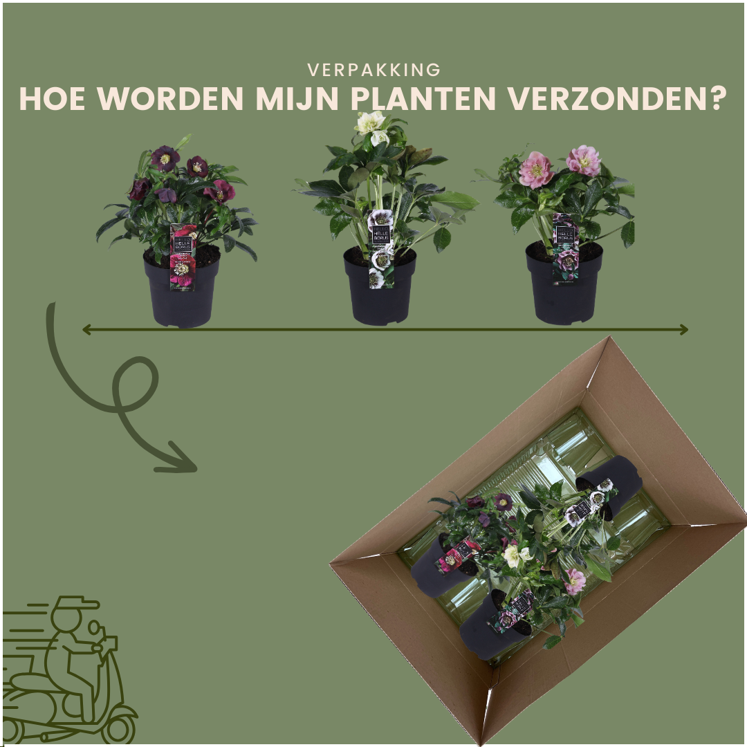 🌸 Helleborus Specials – Winterbloeiers (3 Stuks)