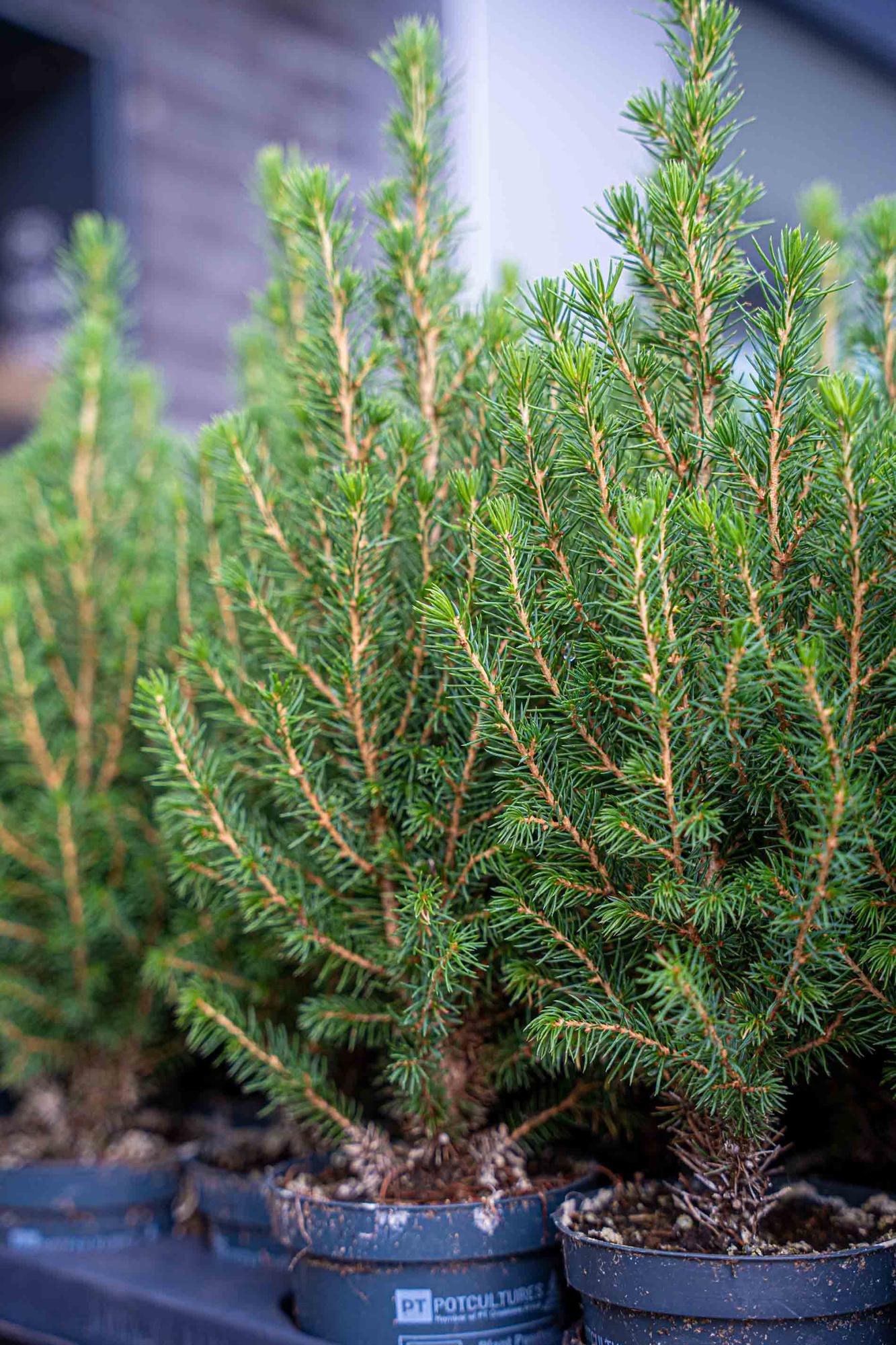 🌲 Picea glauca ‘Perfecta’ kopen | Compacte Dwergspar (3 Stuks)