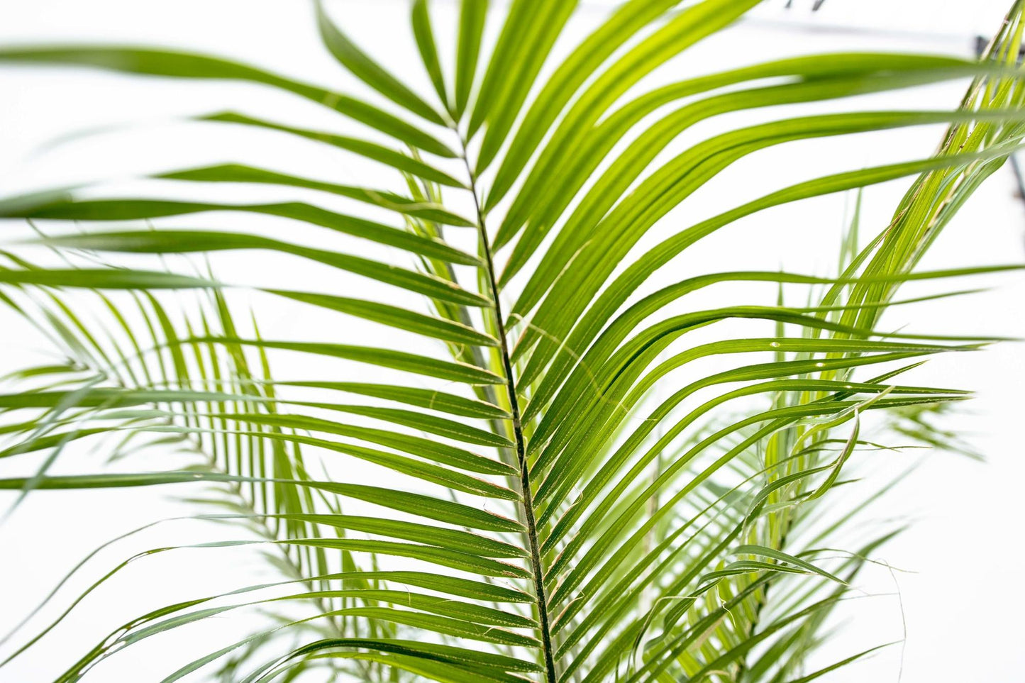 🌴 Phoenix Roebelenii – Elegante Dwergdadelpalm