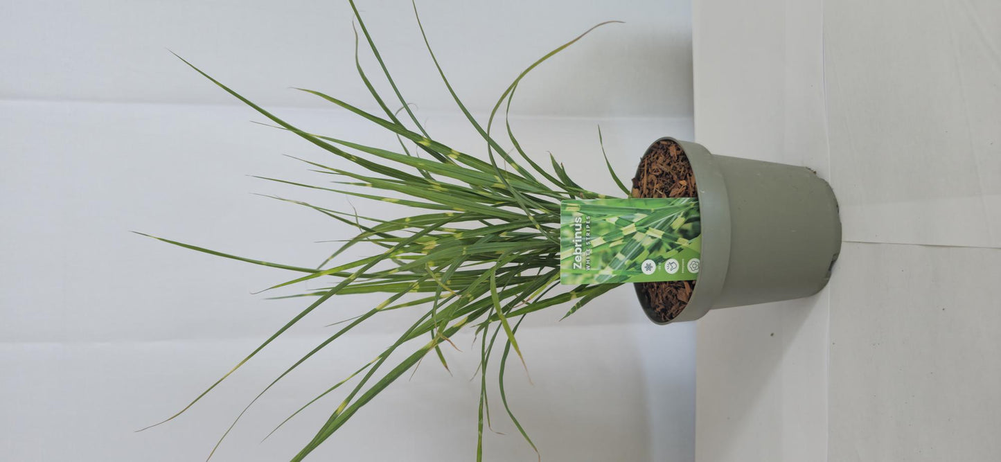 🌿 Miscanthus sinensis 'Zebrinus' – Zebragras