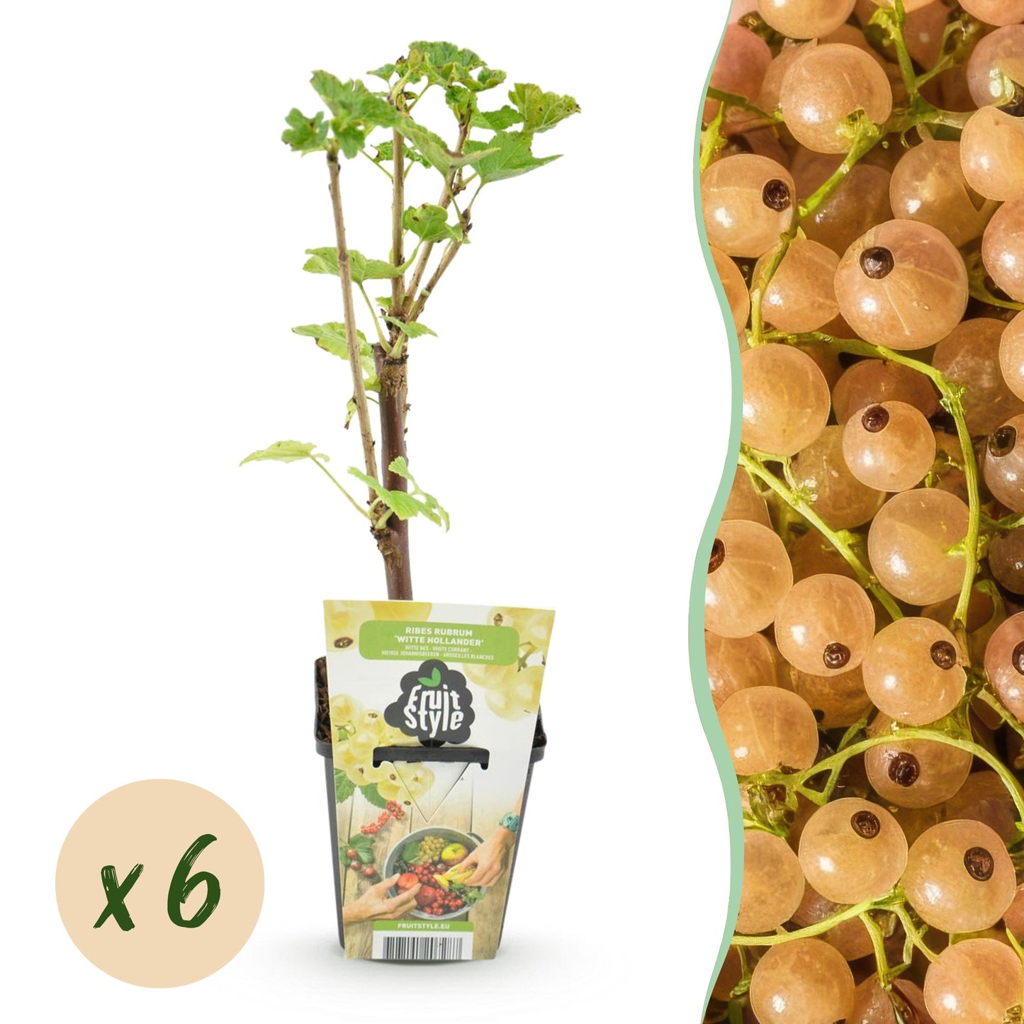 🍇 Witte Bes ‘Witte Hollander’ – Ribes rubrum | (6 stuks)