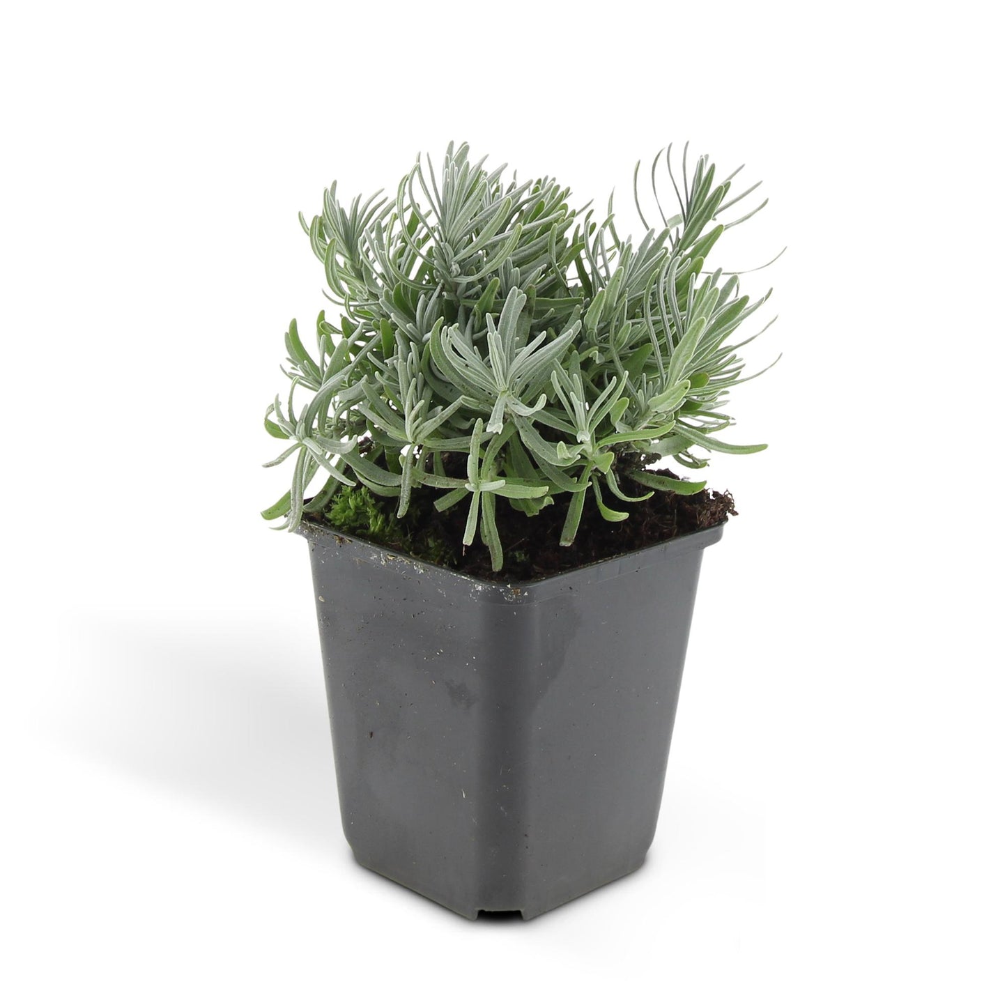 💜 Lavandula angustifolia ‘Hidcote’ – Geurende Lavendel (24 stuks)