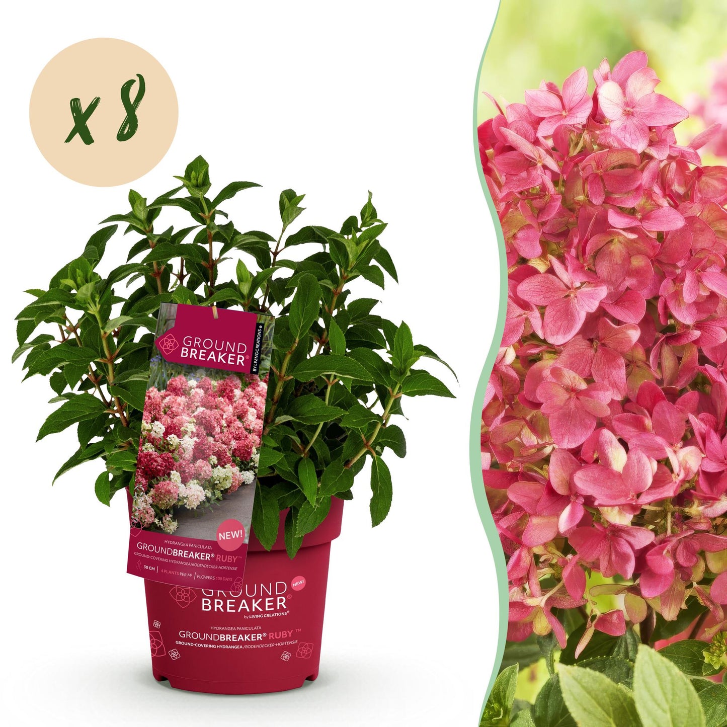 🌺 Hydrangea paniculata 'Groundbreaker Ruby' – Pluimhortensia | (8 stuks)