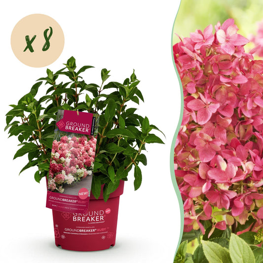 🌺 Hydrangea paniculata 'Groundbreaker Ruby' – Pluimhortensia | (8 stuks)