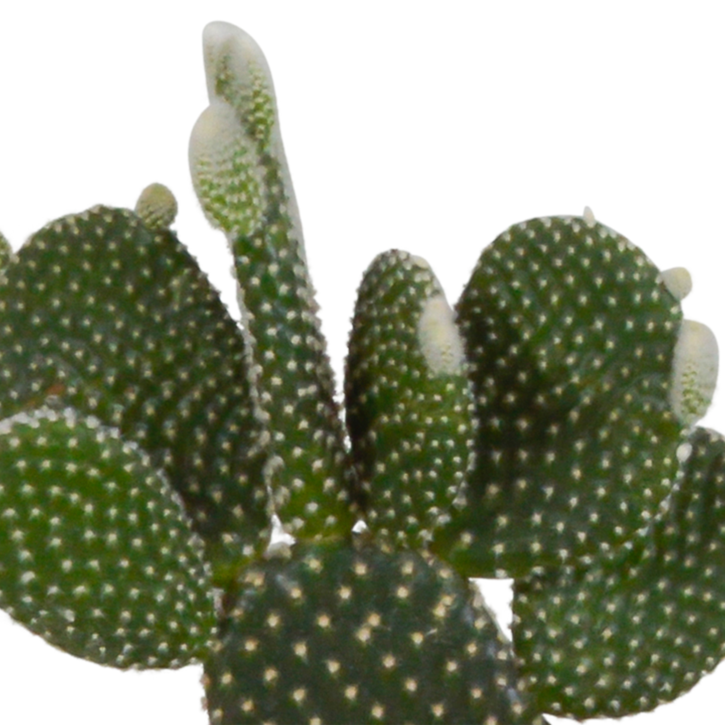 🌵 Cactus Mix – 3 stuks – Ø10,5cm – In witte pot – Stoer & Onderhoudsarm
