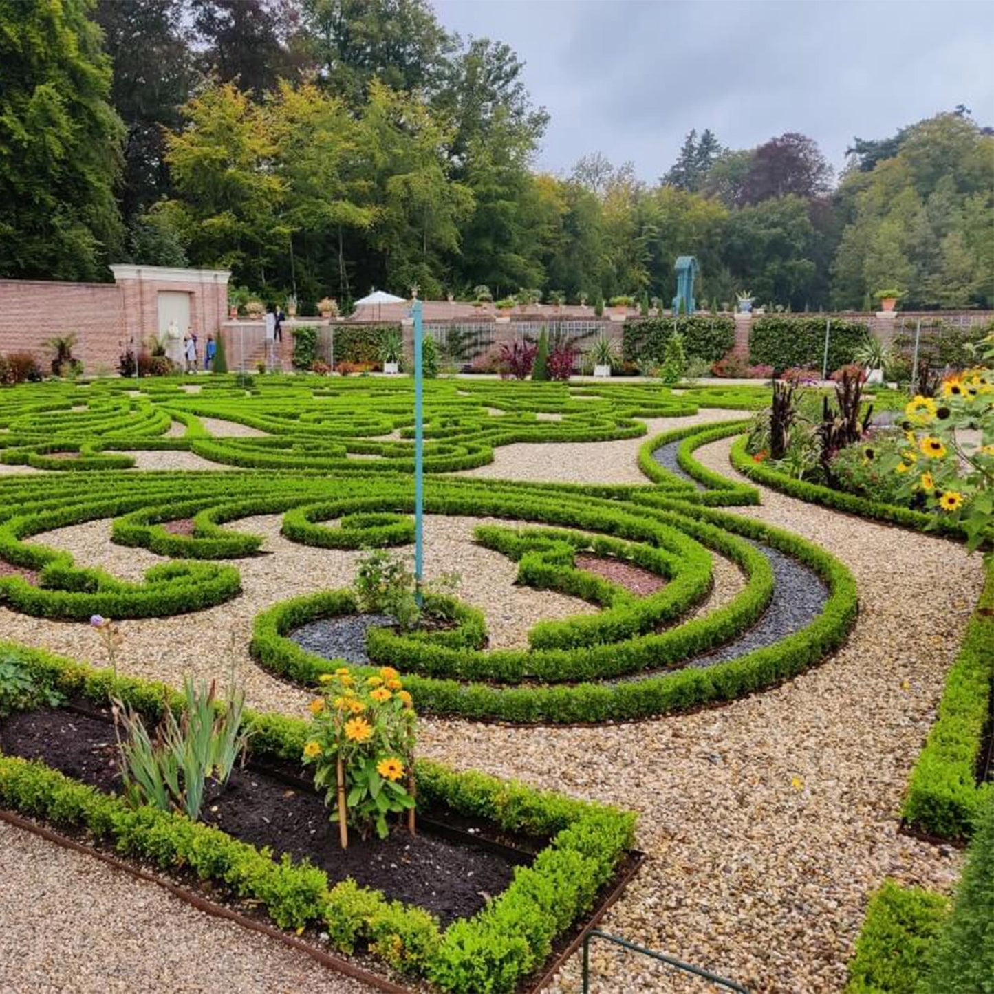 🌿 Buxus 'BetterBuxus Babylon Beauty' – Buxus Haag (16 stuks)
