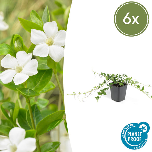 🌿 Vinca minor ‘Alba’ – Winterharde Witte Bodembedekker (6 stuks)