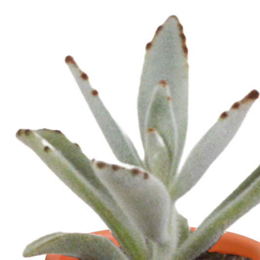🌵 Cactus & Vetplanten Mix  In terracotta pot – (15 stuks)