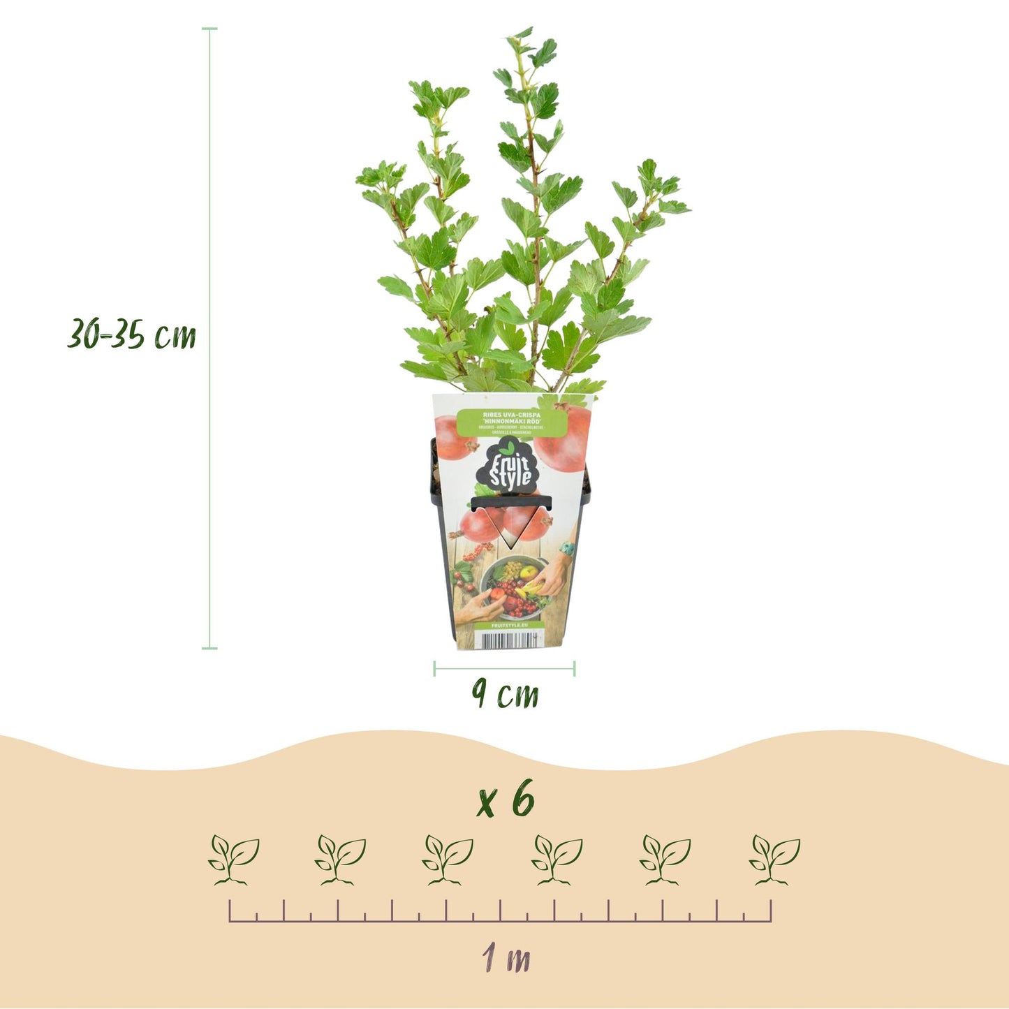 🍒 Kruisbes ‘Hinnonmäki Röd’ – Ribes uva-crispa | (3 stuks)