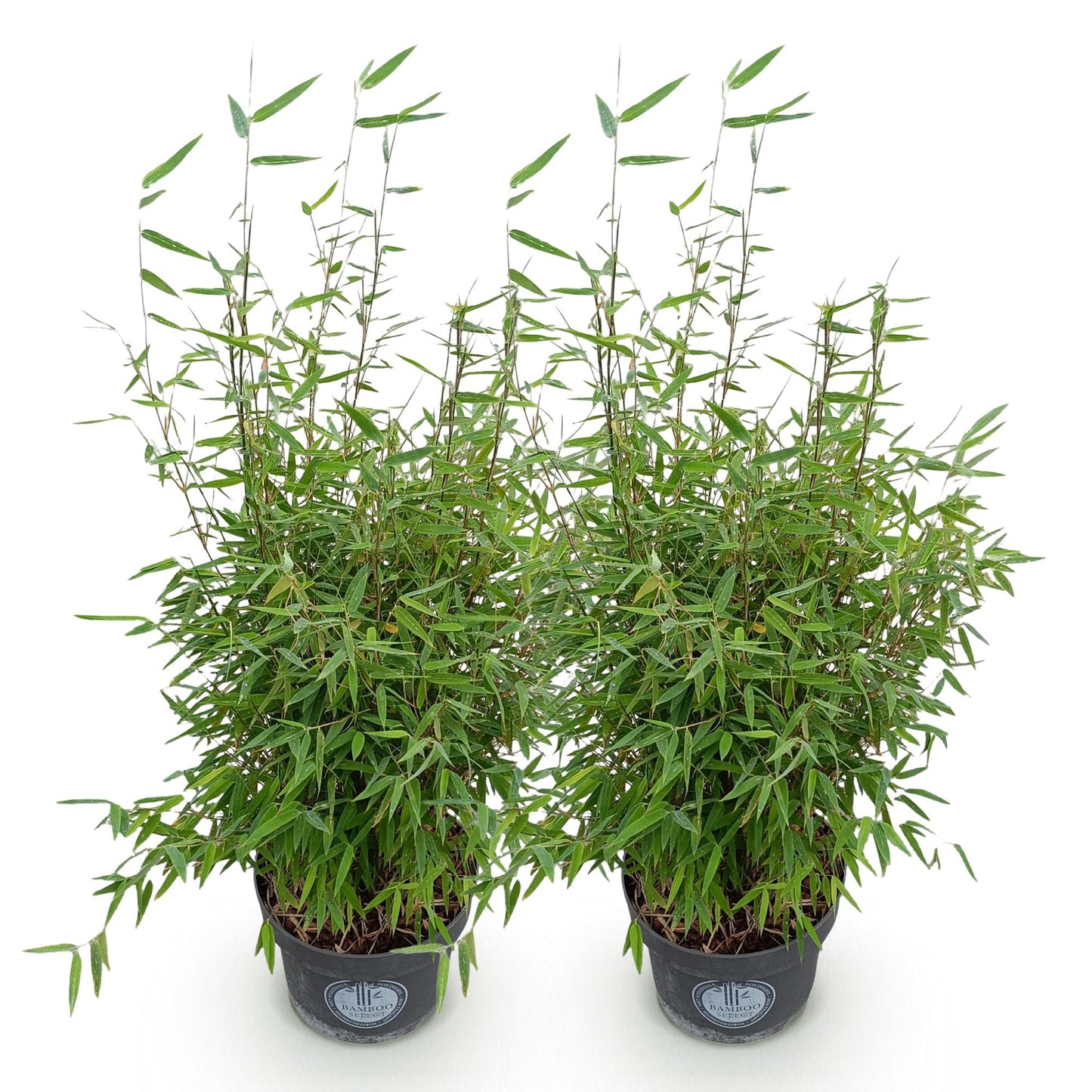 🎋 Fargesia nitida ‘Red Dragon’ | Niet-woekerende Bamboe (2 stuks)
