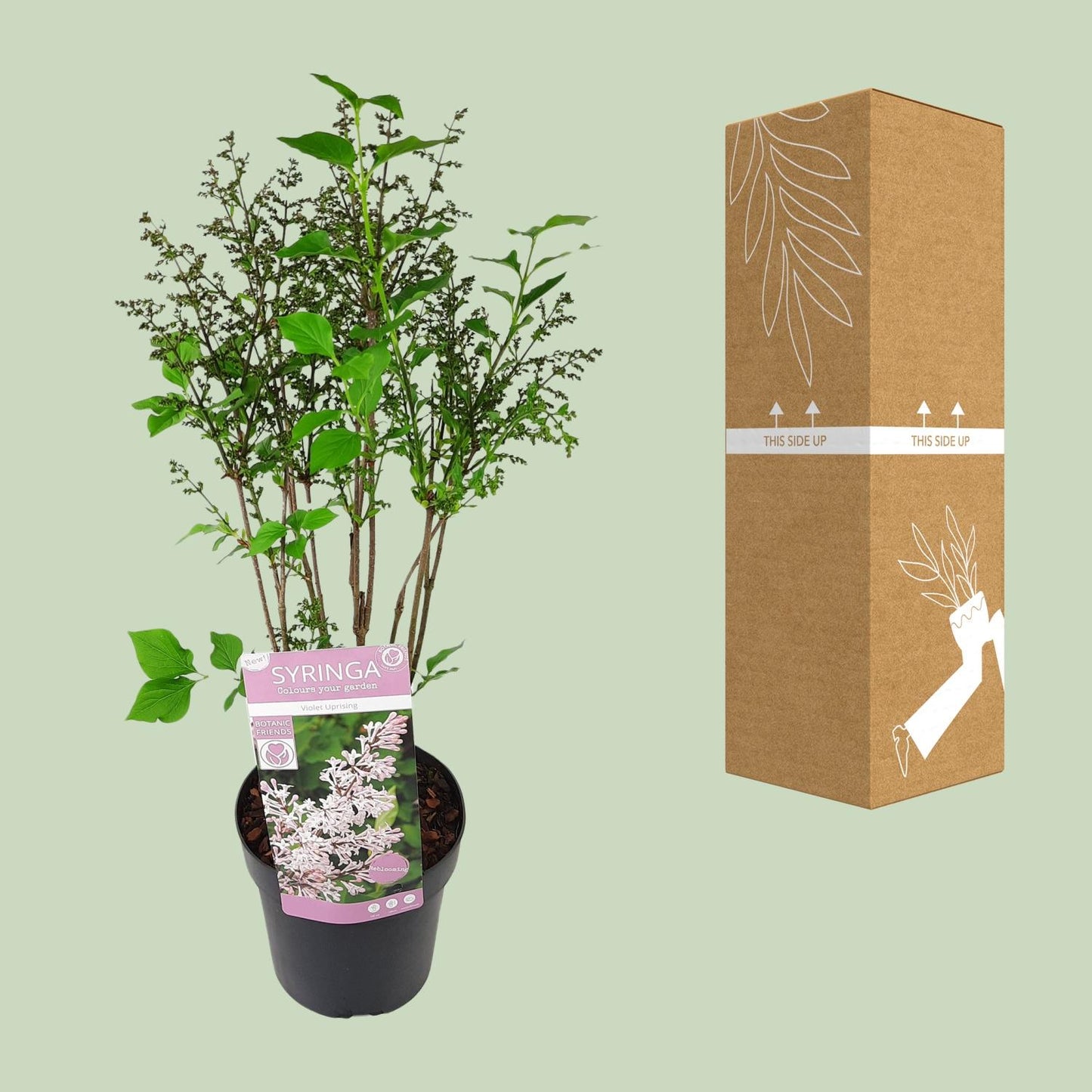 💜 Syringa patula ‘Violet Uprising’ – Compacte Sering met Paarse Bloemen