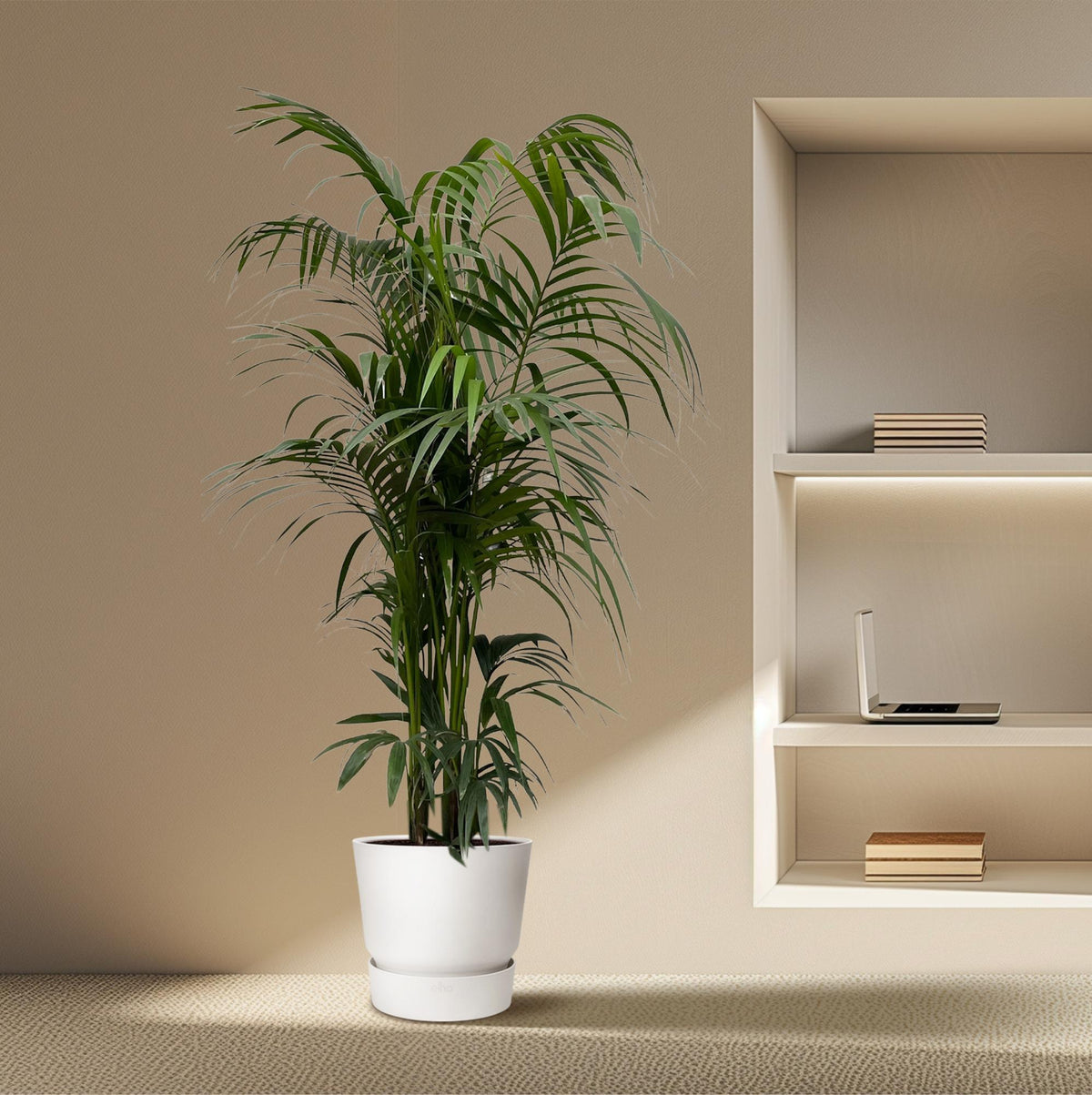 🌴 Kentia Palm – Luxe Tropische Kamerplant