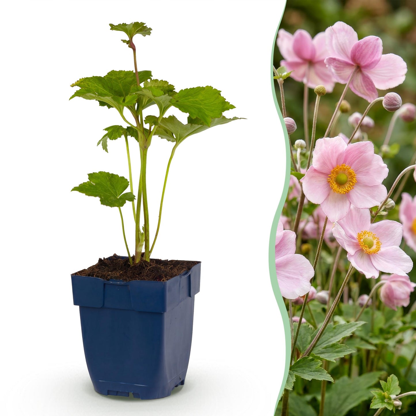 🌿 Anemone × hybrida 'Königin Charlotte' – Herfstanemoon | 3 stuks