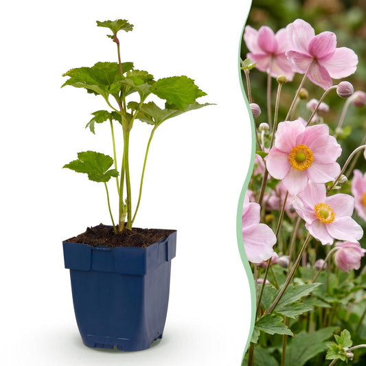 🌿 Anemone × hybrida 'Königin Charlotte' – Herfstanemoon | 3 stuks