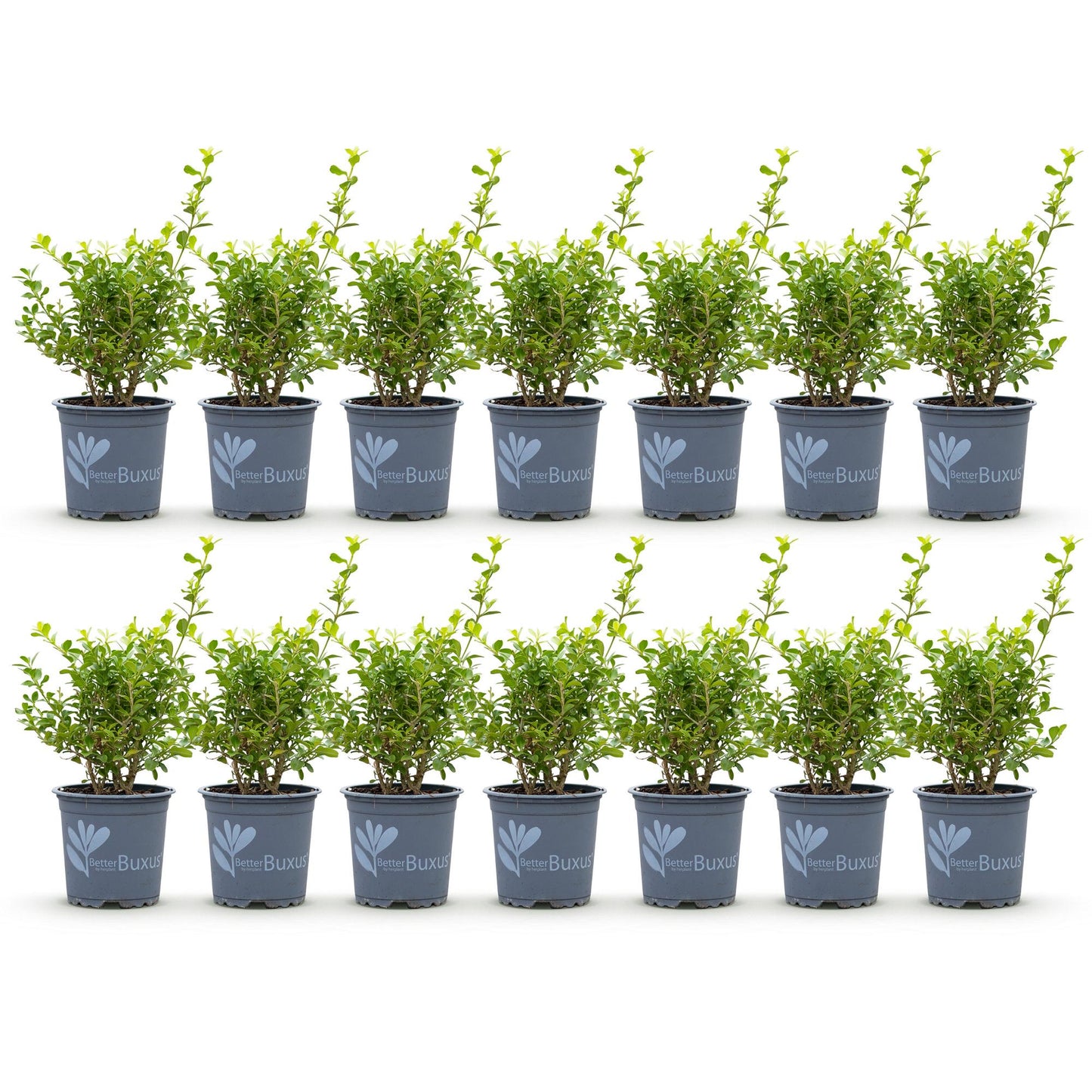 🌿 Buxus 'BetterBuxus Babylon Beauty' – Buxus Haag ( 14 stuks)