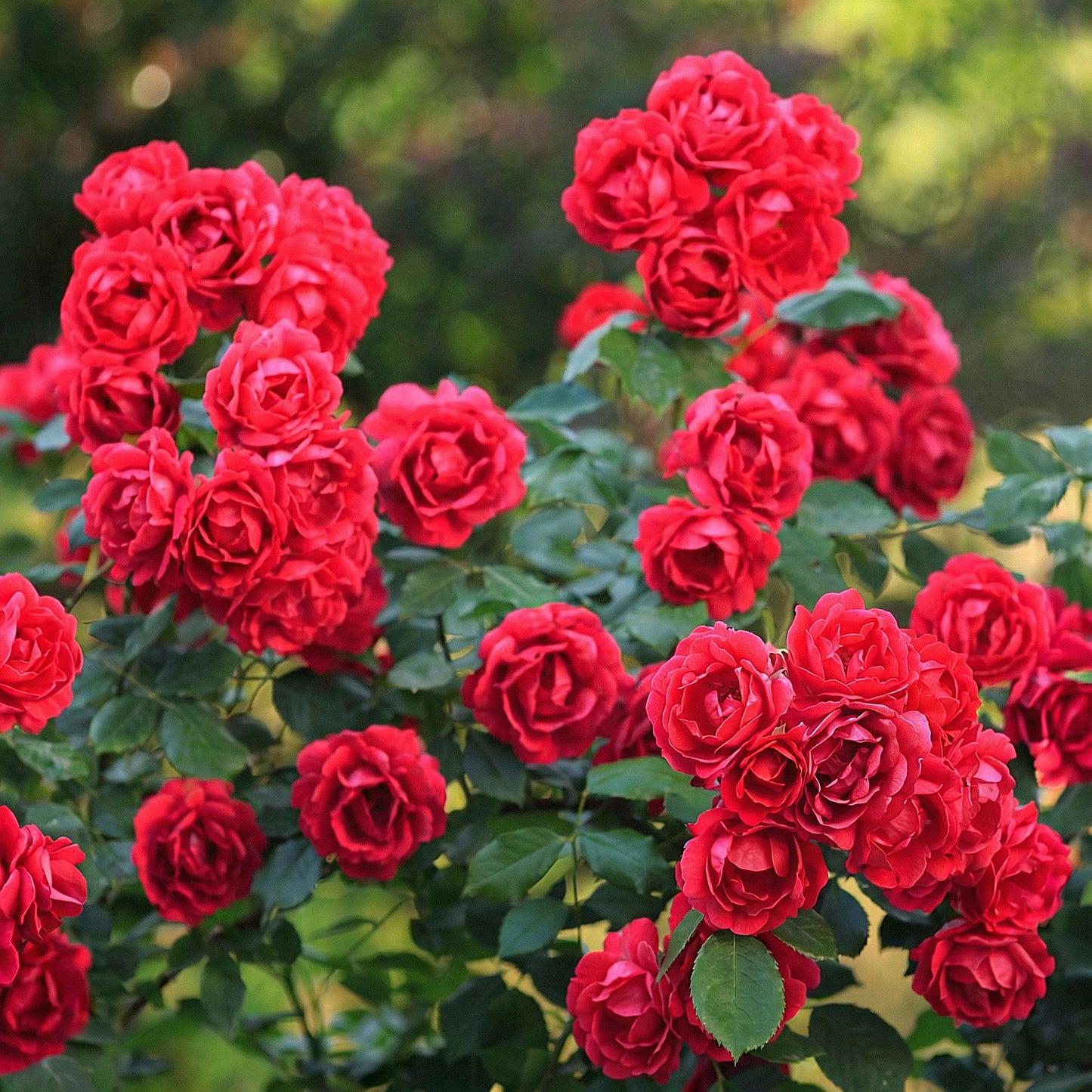 🌹 Rosa 'Rote The Fairy' | Compacte Rode Rozen voor Tuin & Balkon (3 stuks)