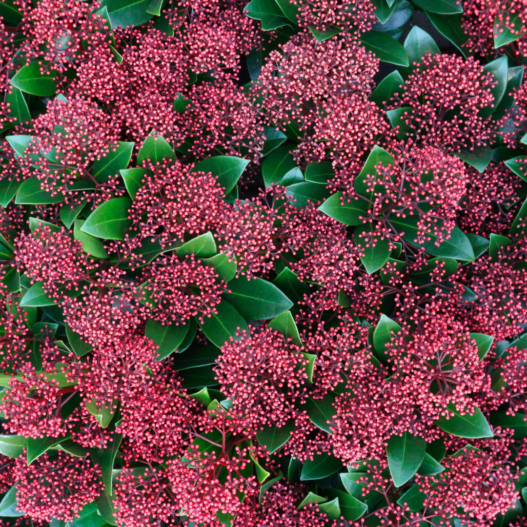 🌺 Skimmia japonica ‘Rubella’ – Wintergroen met Rode Knoppen (3 Stuks)