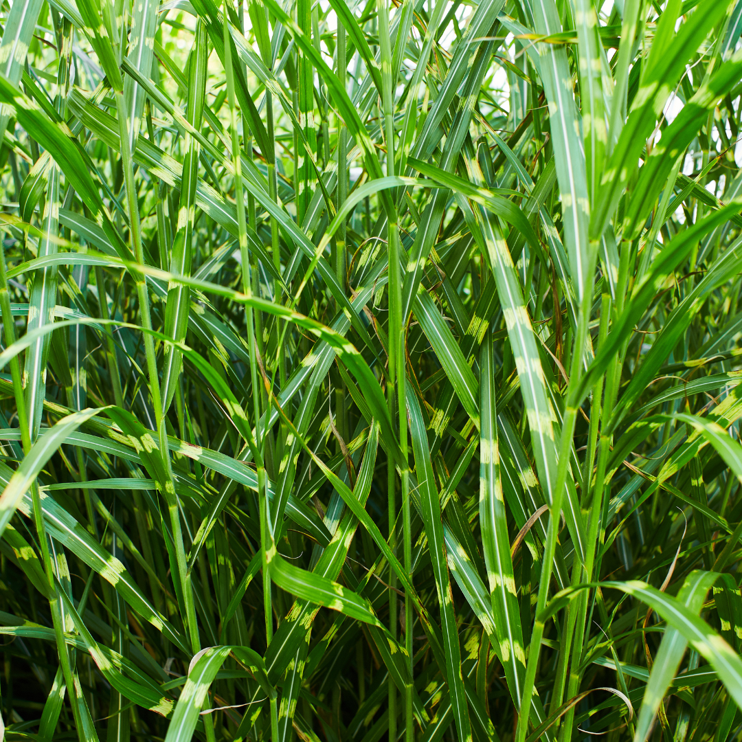 🌾 Miscanthus sinensis 'Zebrinus' – Zebragras | 3 stuks