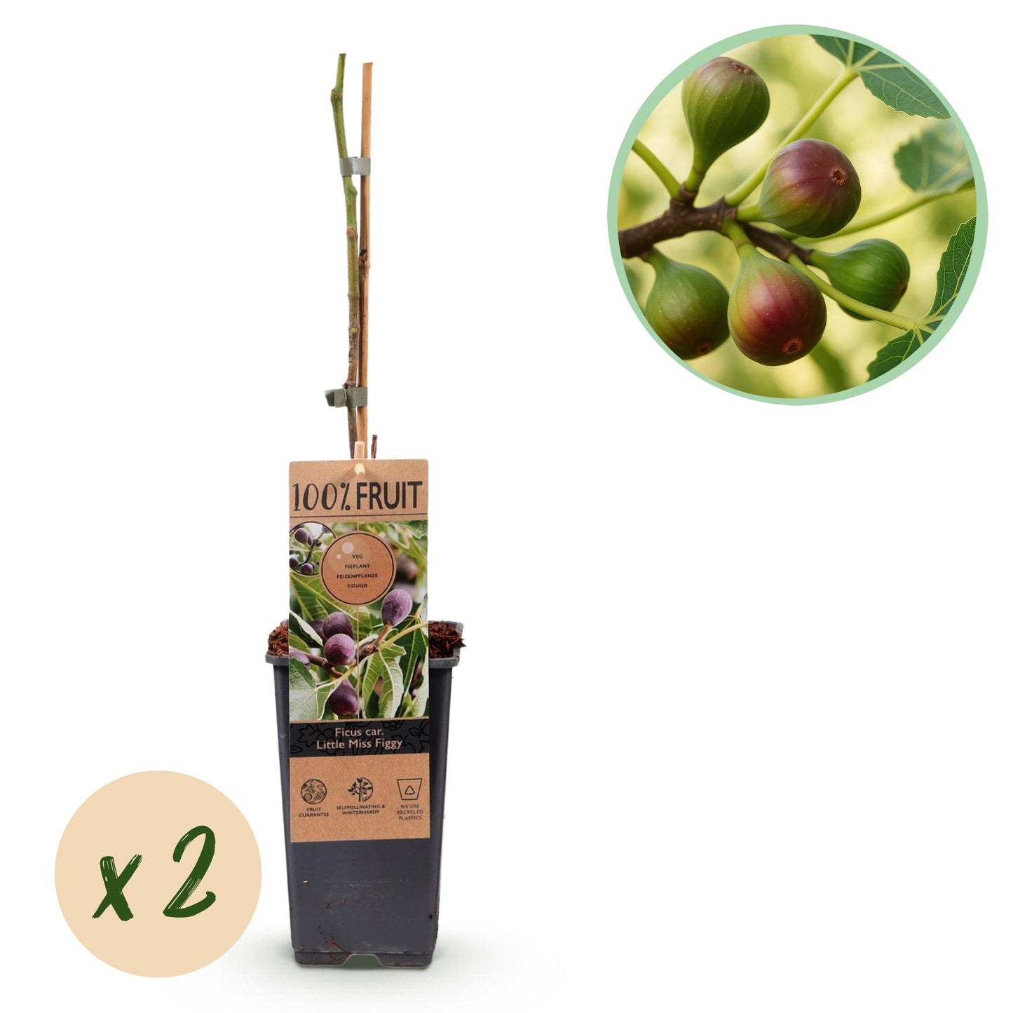🌿 Ficus carica ‘Little Miss Figgy’ – Vijgenboom (2 Stuks)