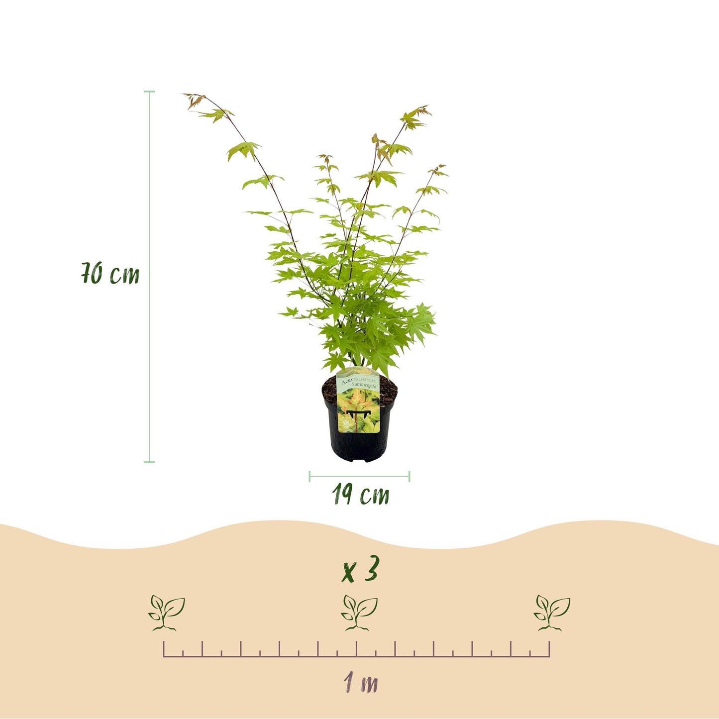 🌳 Acer palmatum ‘Summergold’ – Japanse Esdoorn (2 Stuks)
