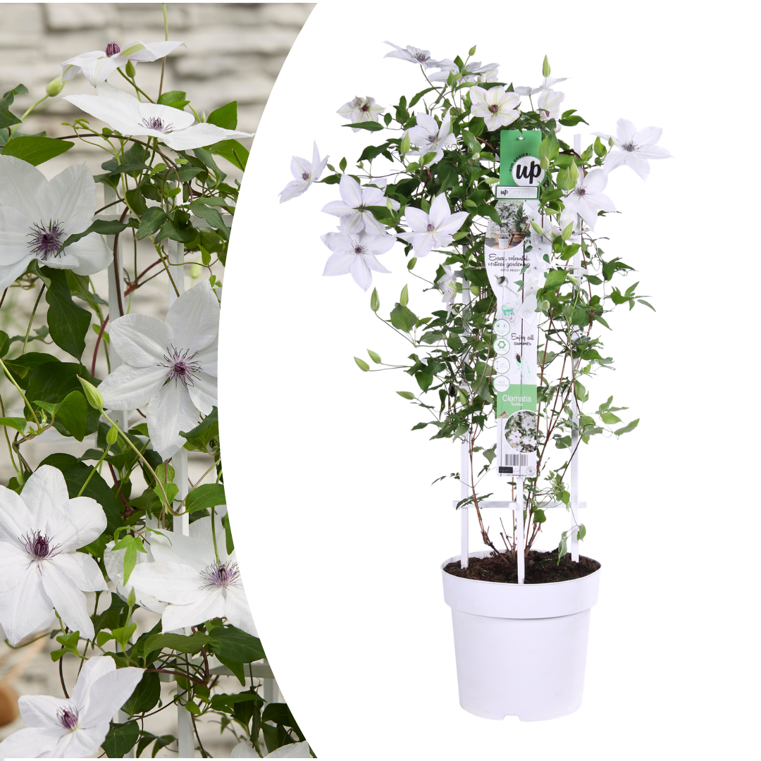 🌸 Clematis Garland ‘Tsukiko’ – Sierlijke Japanse Clematis
