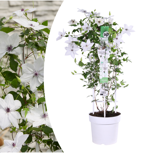 🌸 Clematis Garland ‘Tsukiko’ – Sierlijke Japanse Clematis