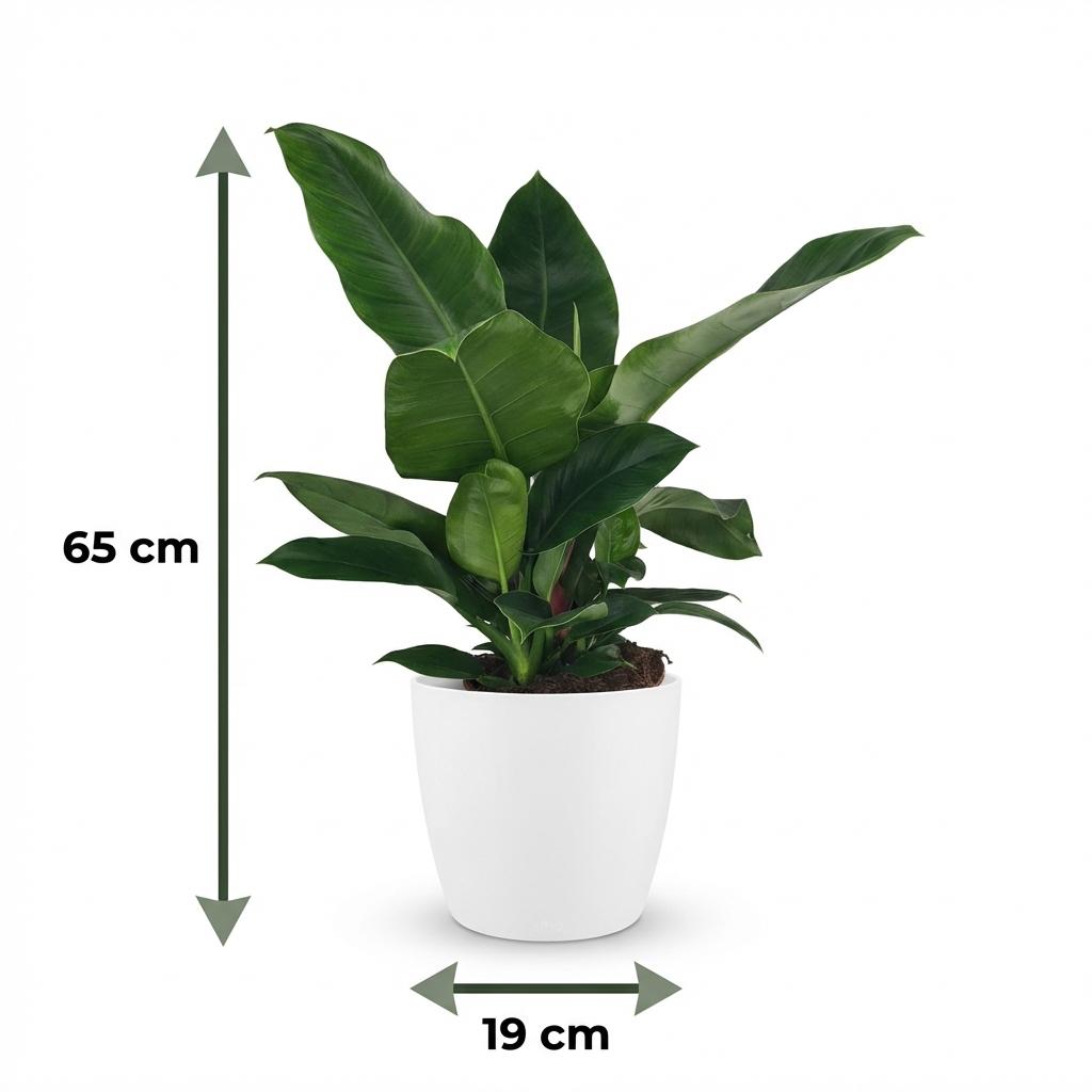 🌿 Philodendron ‘Imperial Green’ | Klassieke Blikvanger met Witte Pot