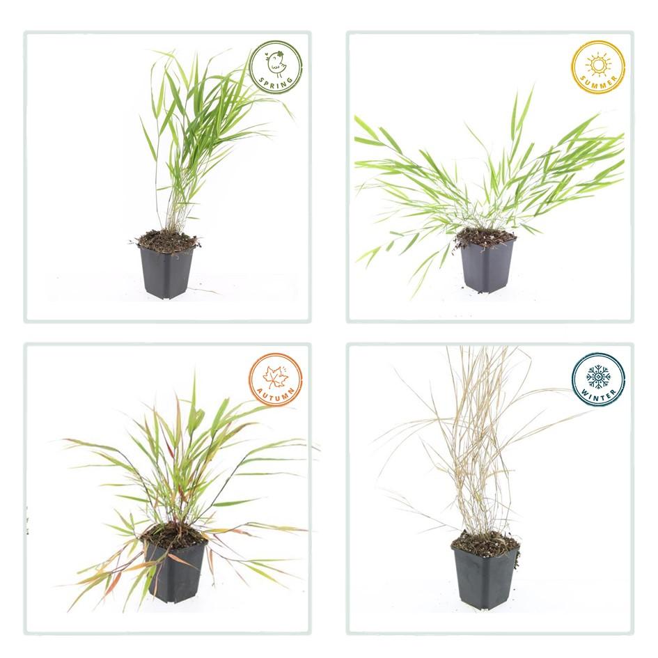 🌾 Hakonechloa macra | Japans Berggras (6 Stuks)