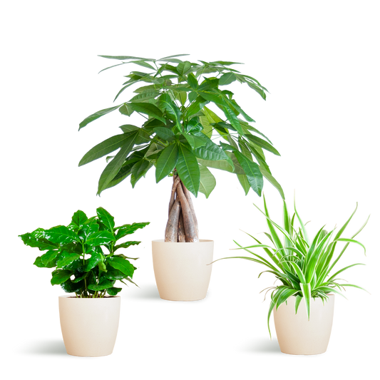 🐾 Diervriendelijke Plantenbox – Klein met Vibers Pot Wit (3 stuks)