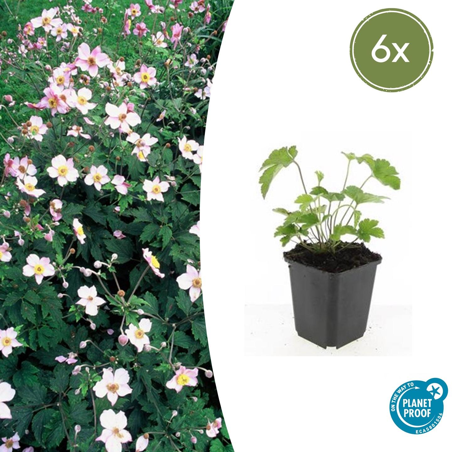 🌸 Anemone tomentosa ‘Robustissima’ – Herfstanemoon (6 Stuks)