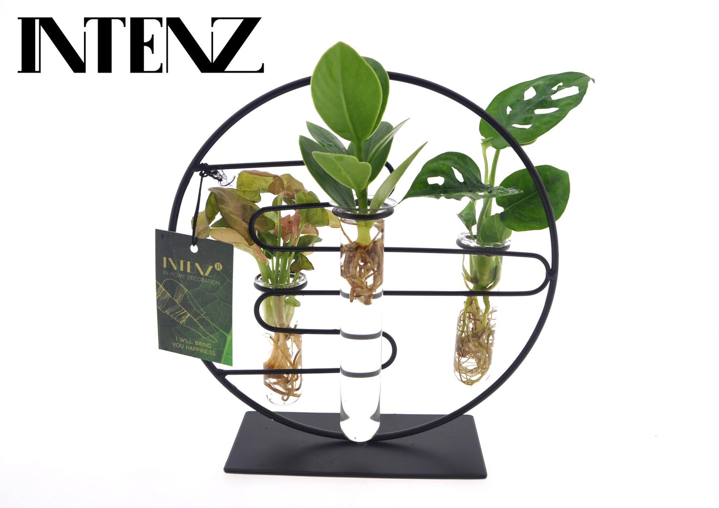 🌿 Kamerplanten Intenz Mix in Dubai 2.0 Glas | Luxe Groene Decoratie