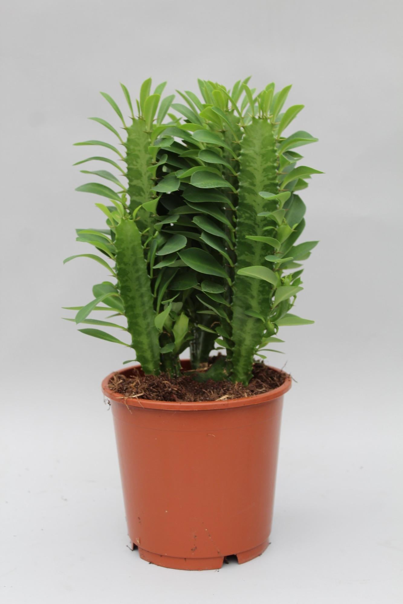 🌵 Euphorbia Trigona | Afrikaanse Melkboom