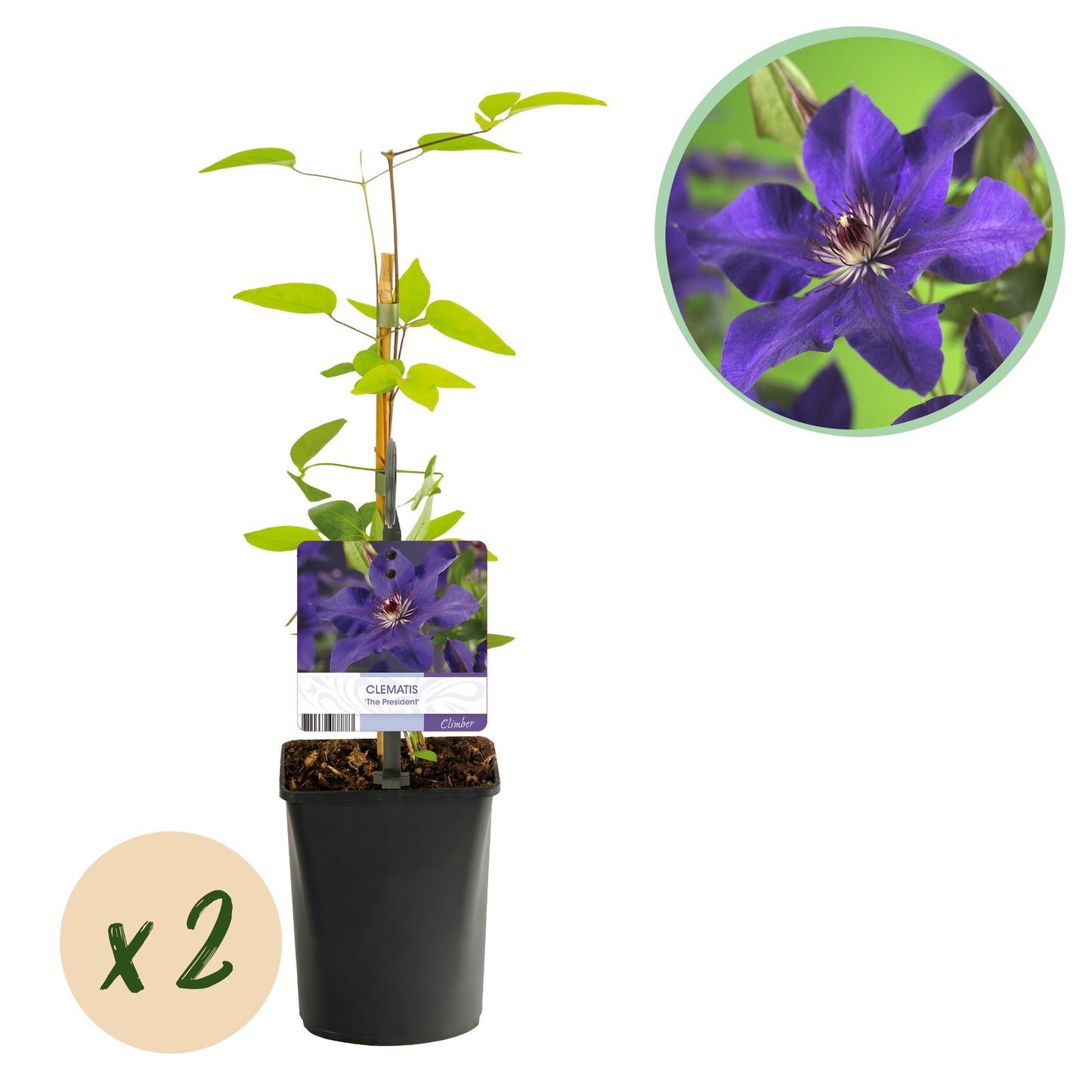 🌸 Clematis ‘The President’ – Klimplant (2 Stuks)