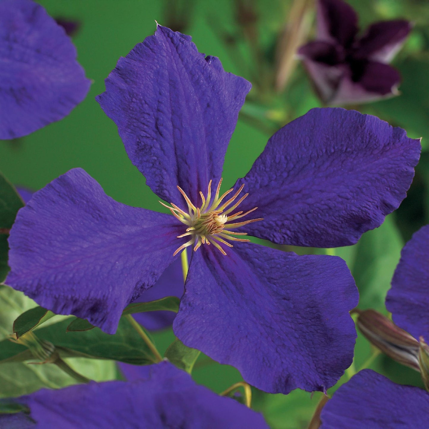 💙 Clematis ‘Jackmanii’ – Blauwe Clematis | (2 stuks)