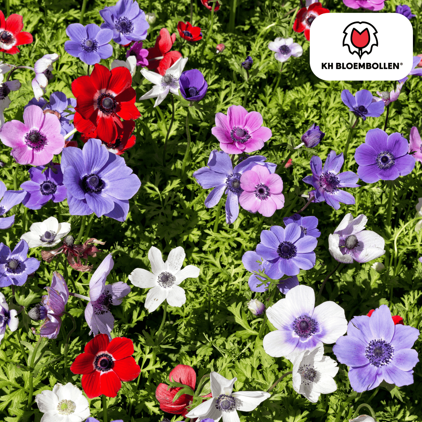 🌸 Anemoon Enkel – Tuinbloeiers (30 stuks) ✨