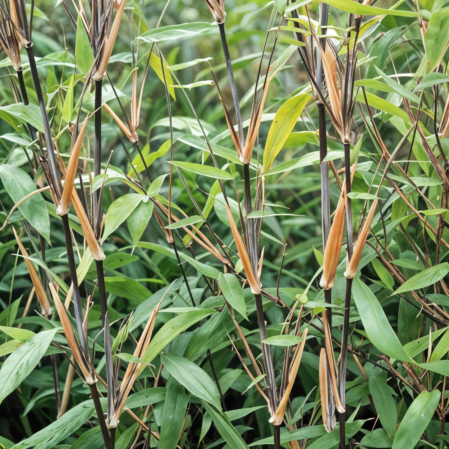 🌿 Bamboe ‘Fargesia Black Dragon’ – Niet Woekerende Bamboe
