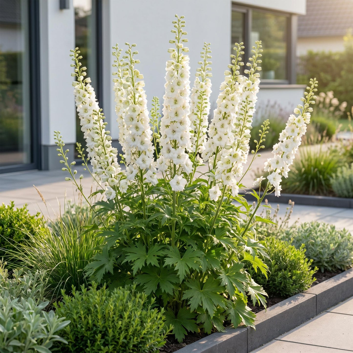 🌿 Delphinium (Pacific) 'Galahad' – Witte Ridderspoor | 3 stuks
